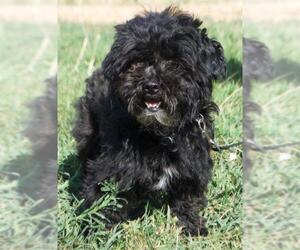 ShihPoo Dogs for adoption in Palo Alto, CA, USA