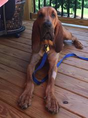 Bloodhound Dogs for adoption in Garner, NC, USA