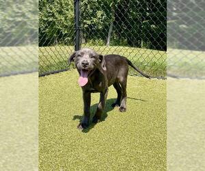 Catahoula Leopard Dog-Unknown Mix Dogs for adoption in Dedham, MA, USA