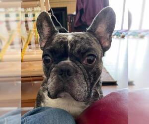French Bulldog Dogs for adoption in Los Angeles, CA, USA