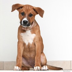 Boxer Dogs for adoption in Eden Prairie, MN, USA