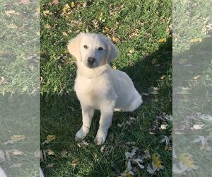 Great Pyrenees Dogs for adoption in Fenton, MO, USA