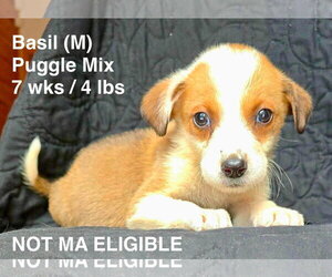 Puggle Dogs for adoption in pomfret, CT, USA