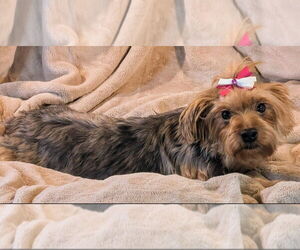 Mutt Dogs for adoption in Bon Carbo, CO, USA
