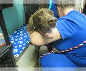 German Shorthaired Pointer Dogs for adoption in Ocala, FL, USA