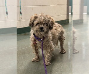 Shih Tzu Dogs for adoption in Santa Barbara, CA, USA