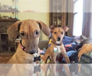 Dachshund Dogs for adoption in Crystal, MN, USA
