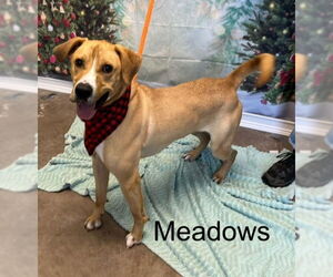 Labrador Retriever-Unknown Mix Dogs for adoption in Cottageville, WV, USA
