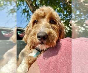 Goldendoodle (Miniature) Dogs for adoption in Lee's Summit, MO, USA