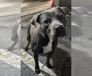 Mutt Dogs for adoption in St. Cloud, FL, USA