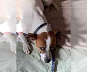 Jack-Rat Terrier Dogs for adoption in westminster, CO, USA