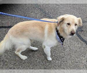 Golden Pyrenees Dogs for adoption in Pena Blanca, NM, USA