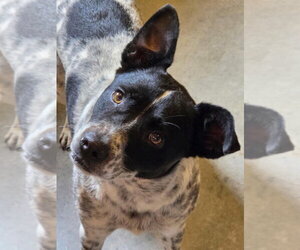 Mutt Dogs for adoption in Bolivar, MO, USA
