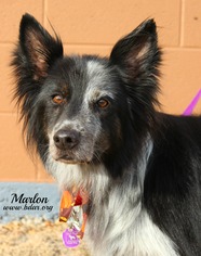 Border-Aussie Dogs for adoption in Cheyenne, WY, USA