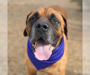 Mastiff Dogs for adoption in San Antonio, TX, USA