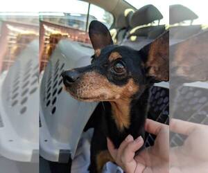 Miniature Pinscher Dogs for adoption in Canutillo, TX, USA