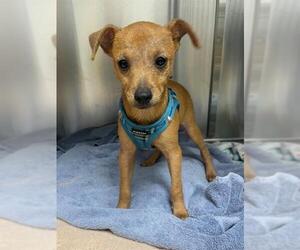 Black Mouth Cur Dogs for adoption in Naples, FL, USA