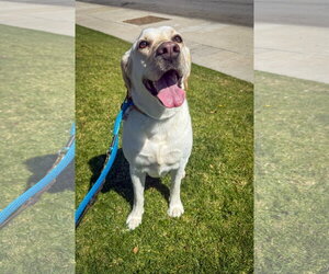 Labrador Retriever-Unknown Mix Dogs for adoption in San Diego, CA, USA