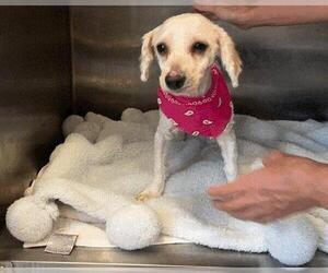 Miniature Schnauzer-Poodle (Miniature) Mix Dogs for adoption in Orange, CA, USA