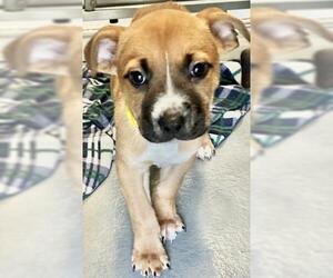 Mutt Dogs for adoption in Visalia, CA, USA