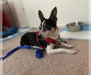 Rat Terrier Dogs for adoption in Livonia, MI, USA