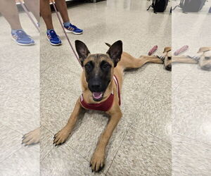 Mutt Dogs for adoption in Minneapolis, MN, USA