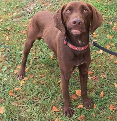 Labrador Retriever Dogs for adoption in Orleans, VT, USA