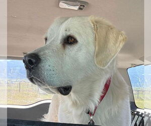Great Pyrenees Dogs for adoption in Missoula, MT, USA
