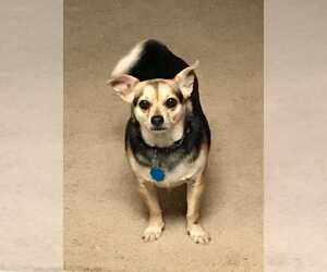 Chug Dogs for adoption in San Angelo, TX, USA