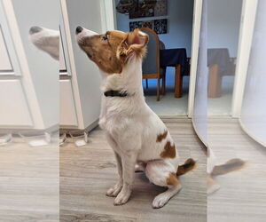 Australian Shepherd Dogs for adoption in Woodland, CA, USA