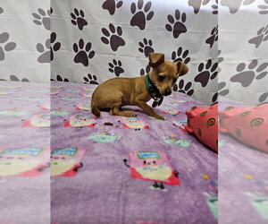 Chiweenie Dogs for adoption in Metairie, LA, USA