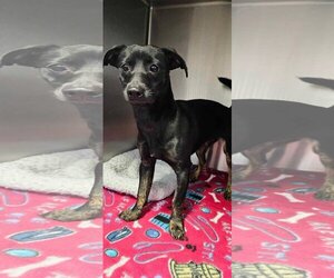 Miniature Pinscher Dogs for adoption in Jackson Township, NJ, USA
