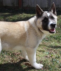 Akita Dogs for adoption in St. Louis Park, MN, USA