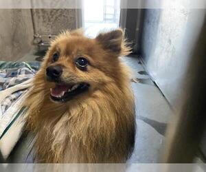 Pomeranian Dogs for adoption in Santa Cruz, CA, USA
