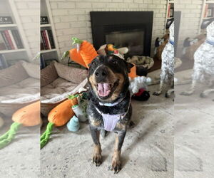 Mutt Dogs for adoption in Garden City, NY, USA
