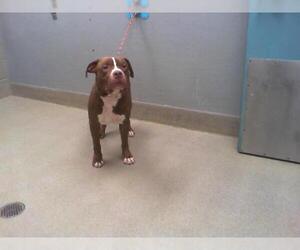 American Pit Bull Terrier-Unknown Mix Dogs for adoption in Las Vegas, NV, USA