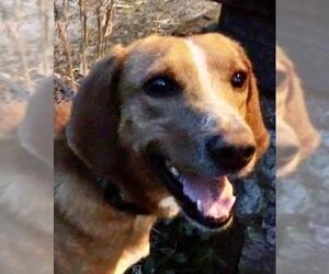 Labrador Retriever-Redbone Coonhound Mix Dogs for adoption in Waldron, AR, USA