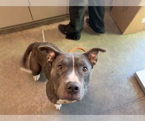 American Pit Bull Terrier Dogs for adoption in Tavares, FL, USA