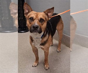 German Shepherd Dog-Unknown Mix Dogs for adoption in Las Vegas, NV, USA