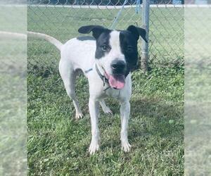 Pointer Dogs for adoption in Point Pleasant, WV, USA