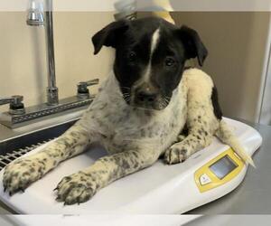 Australian Cattle Dog-Unknown Mix Dogs for adoption in Visalia, CA, USA