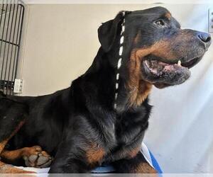 Rottweiler Dogs for adoption in Pasadena, CA, USA