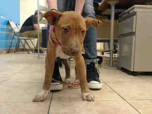 Medium Photo #1 Sheprador Puppy For Sale in Houston, TX, USA
