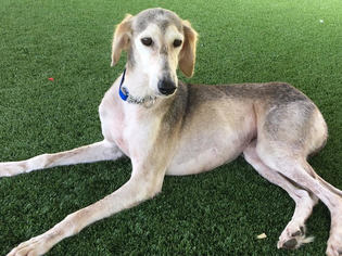 Greyhound-Saluki Mix Dogs for adoption in Agoura Hills, CA, USA