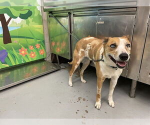 Rhodesian Ridgeback-Unknown Mix Dogs for adoption in Waco, TX, USA