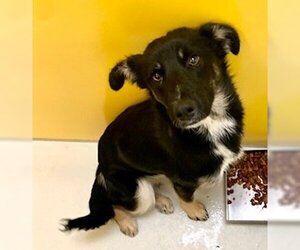 Mutt Dogs for adoption in Pampa, TX, USA