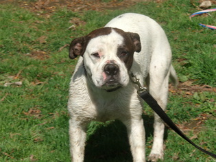 Boxer Dogs for adoption in Yakima, WA, USA