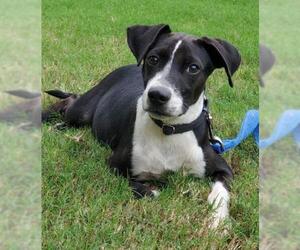 Labbe Dogs for adoption in Newnan, GA, USA