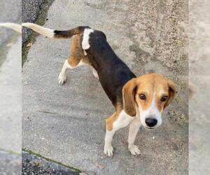 Beagle-Unknown Mix Dogs for adoption in Coventry, RI, USA