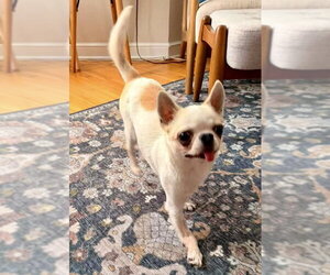 Chihuahua Dogs for adoption in St. Louis Park, MN, USA